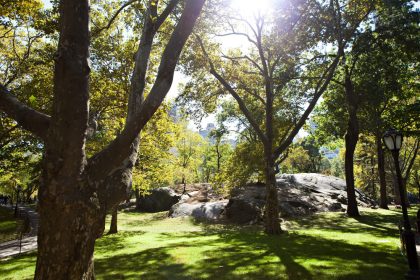 landscaping rocks